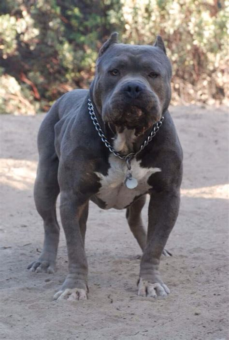 I Want A Blue Nose Pitbull More Than Anything Check More
