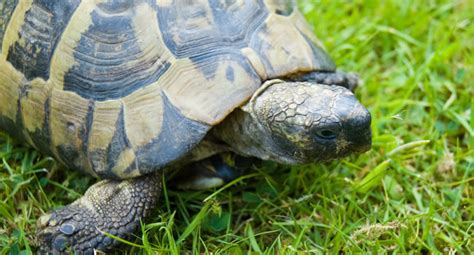 Did you scroll all this way to get facts about pet tortoise? 5 of the Best Pet Tortoises | Reptile Centre