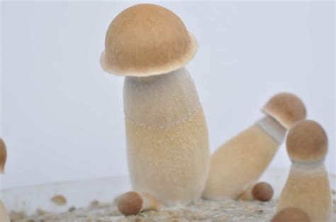 Penis Envy Mushrooms Strain Review Psilochocolatebars