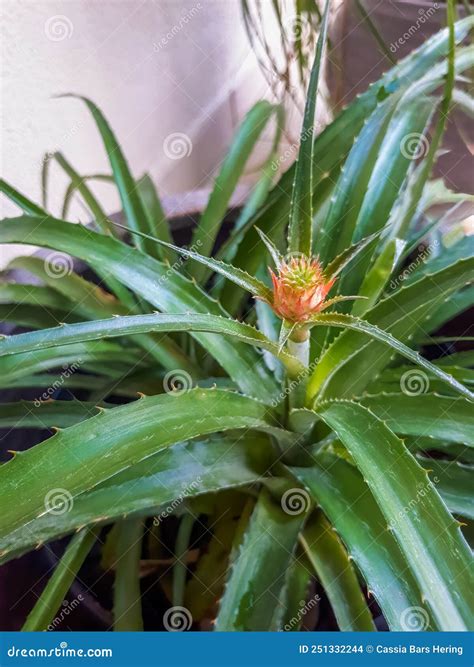 Potted Bromeliad Pineapple Indoor Plant Stock Photo Image Of