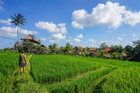Rice Paddy Walk Ubud Bali Activities