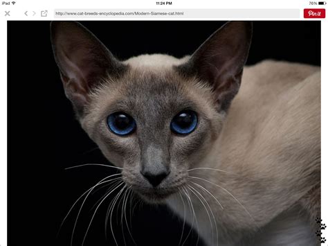 Those Eyes Vs Siamese Cats Blue Point Siamese Cats