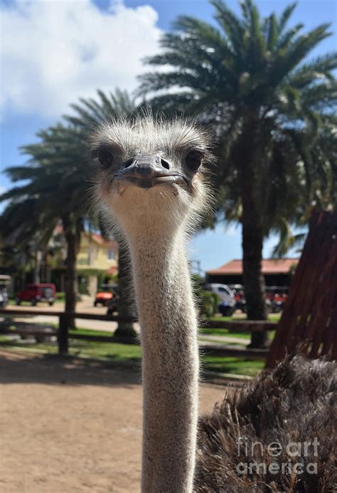 Feathers Sticking Out Around The Head Of An Ostrich Photograph By
