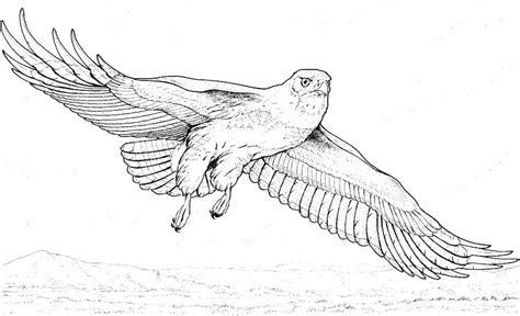 Detail Mewarnai Gambar Burung Terbang Koleksi Nomer 52