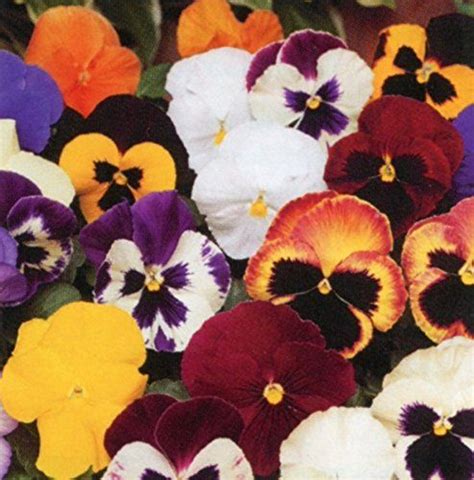 Ideal For Hanging Baskets For Autumnwinter Pansy Matrix Mixed Tray