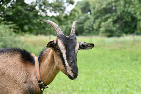 Goat Horns Animals Free Photo On Pixabay Pixabay