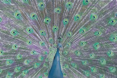 Its gorgeous, but trying to draw it can be a little intimidating. Beautiful Creatures Grayscale Adult Coloring Book: Peacock ...