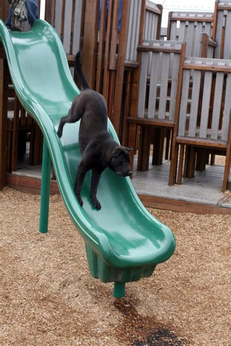 Check spelling or type a new query. Dogs On Slides Learning About Gravity The Hard Way - ILoveDogsAndPuppies