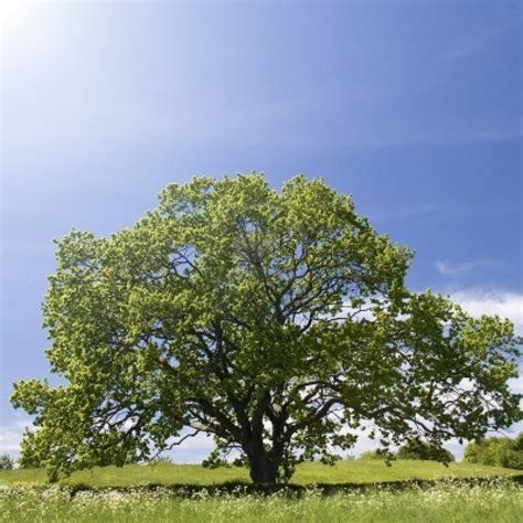 Blue Oak Tree For Sale Tree Clipart Free
