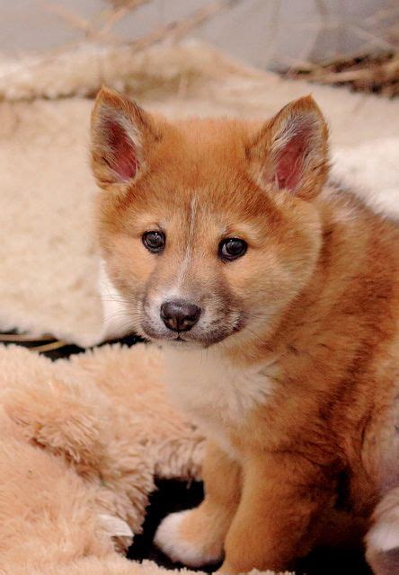 Five Dingo Pups Born At The Australian Reptile Park Artofit