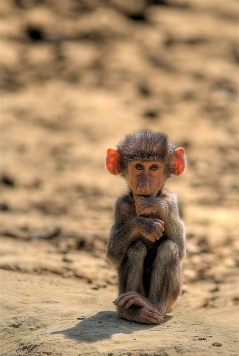 50 Adorable Baby Monkey Pictures That You Must See Tail And Fur