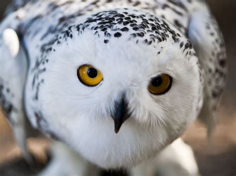 Hd Snowy Owl Wallpapers Fun Animals Wiki Videos Pictures Stories