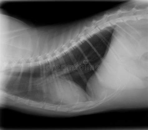 X Ray Thorax Cat Stock Photo Image Of Photo Trachea 13437656