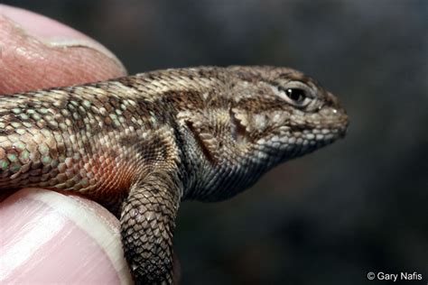 Small Spiny Lizards Found In Californiaand Sagebrush Lizards