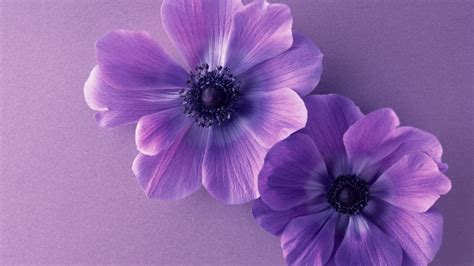 Wallpaper Purple Flowers Hd Flowers 12801 Wallpaper