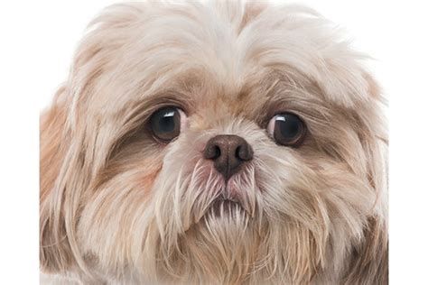 The 4 Health Issues For Brachycephalic Or Flat Faced Dogs Dogster