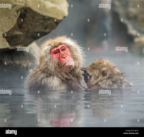 Two Japanese Macaques Sitting In Water In A Hot Spring Japan Nagano