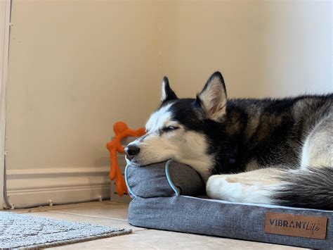 Finally sleeping in a bed instead of tearing it apart : husky