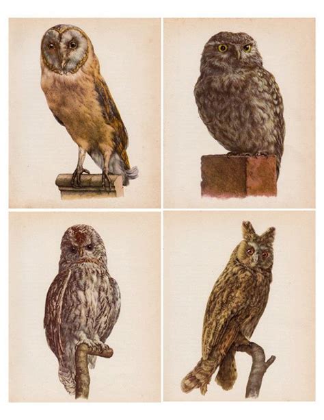 Wise Old Owls Vintage Owl Prints Sized 4 X 5 Inches Etsy Owl