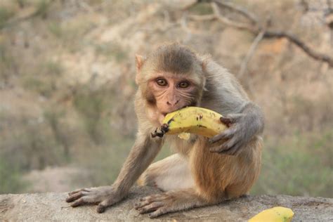 So yummy, ben baby monkey eating bananas very delicious, monkey ben loves banana pity monkey eating banana gift from tourist | poor and pity monkey part# 84 monkey, the monkey. A Horse Named Joe: Monkeys Eating Bananas
