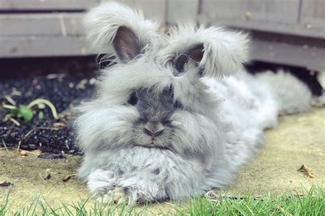 25 Extremely Fluffy Animals That Will Make You Feel Cozy