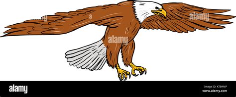 Bald Eagle Swooping Drawing Stock Photo Alamy