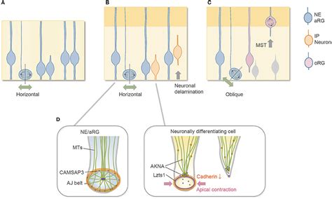 Frontiers Neuronal Delamination And Outer Radial Glia Generation In