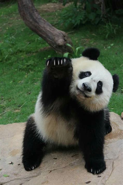Hello Panda Bear Cute Panda Cute Baby Animals
