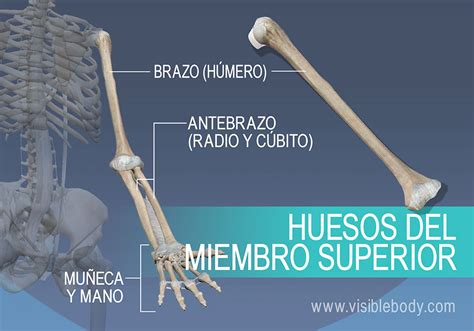 Aprenda Anatomía Del Esqueleto Esqueleto Apendicular