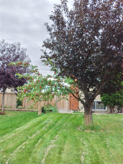 This Tree In My Neighbourhood That Has 1 Branch Of An Apple Tree And