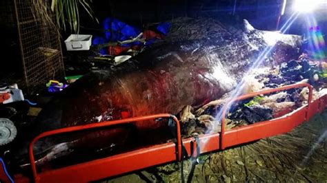 Dead Whale Found With 40 Kilograms Of Plastic In Its Stomach How