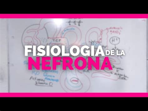 FISIOLOGIA DE LA NEFRONA Su ESTRUCTURA Y FUNCION Anatomia En Enfermeria