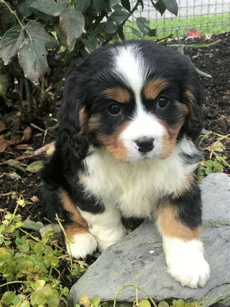 It is a very courageous fighter and extremely intelligent, doing whatever job its master desires. Lane - Mini Bernese Mountain Dog Male Puppy in Gordonville, PA | VIP Puppies