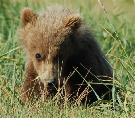 Cute Grizzly Bear Cub Of The Day Grizzly Bear Blog