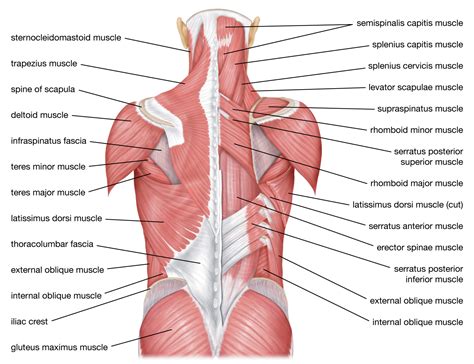 back muscles labeled diagram anatomy and structure findsource