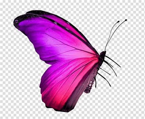 If you like, you can download pictures in icon format or directly in png image format. Butterfly Insect Red , pink butterfly transparent ...