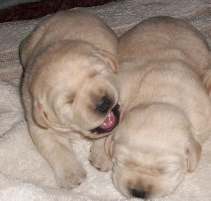 Puppies for sale from dog breeders near northern michigan, michigan. AKC English Labrador puppys for sale . Located in Allegan ...