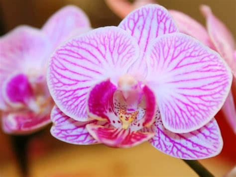 How To Water Orchids With Ice Cubes Sunday Gardener