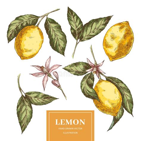 Lemons Hand Drawn Colorful Vector Illustrations Set Stock Vector