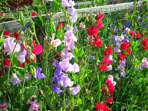 Sweet Pea Day April 13th Saturday Come Celebrate Spring Sweet Pea