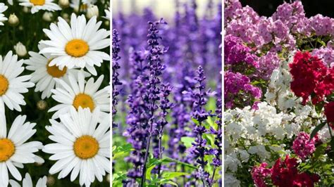 12 Longest Blooming Perennial Flowers For Everlasting Beauty Garden Beds