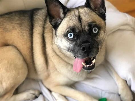 Pug Husky Mix Dog Breed Personality Care Diet And More