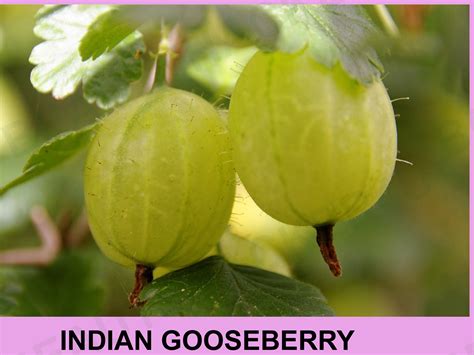 Benefits of indian gooseberry for weight loss. Variety Blog for the variety veiwers,like beauty ...