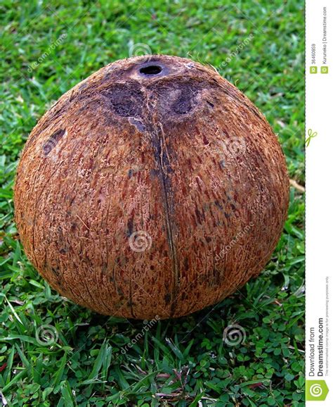 Naked Coconut Stock Image Image Of Seeds Peal Palms 36460859