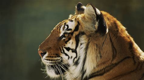 Passengers Encounter Curious Siberian Tiger In Ne China Cgtn