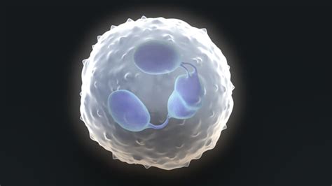 White Blood Cell 3d Models For Download Turbosquid