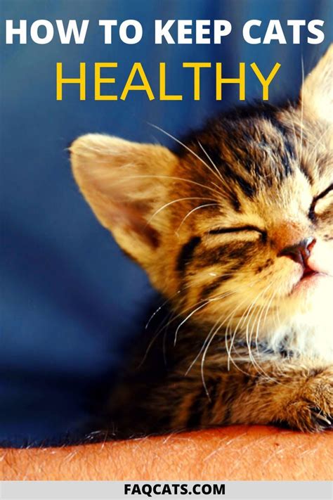 How To Keep Cats Healthy Cat Health Problems Cat Health Cat Training