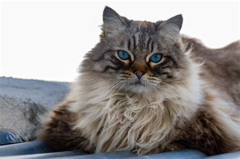 Beautiful Long Haired Cat With Blue Eyes Sitting Outside Stock Image