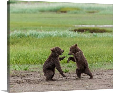 Twin Grizzly Bear Cubs Playing And Wrestling Katmai National Park Wall