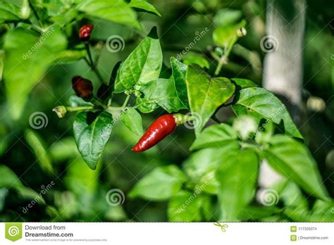 Chili Pepper Plant On An Organic Farm In Cambodia Stock Photo Image